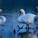 Swans on a Dry Lake  screen for extension Chrome web store in OffiDocs Chromium