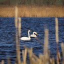 Swans on the River  screen for extension Chrome web store in OffiDocs Chromium