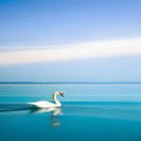 Swans swimming on the lake Wallpaper  screen for extension Chrome web store in OffiDocs Chromium