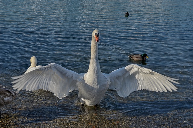 Download grátis de modelo de foto grátis Swan Water Lake para ser editado com o editor de imagens online GIMP