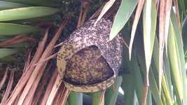Free download Swarm Nest Of Wasps Grinders -  free video to be edited with OpenShot online video editor