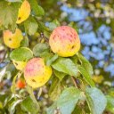 Sweet and fragrant apples  screen for extension Chrome web store in OffiDocs Chromium