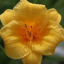 Sweet flower  screen for extension Chrome web store in OffiDocs Chromium