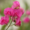 Sweet Pea – A Delicate Symphony of Color and Fragrance  screen for extension Chrome web store in OffiDocs Chromium