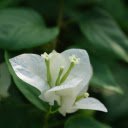 sweet potato flowers  screen for extension Chrome web store in OffiDocs Chromium