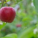 Sweet Ripe Apples  screen for extension Chrome web store in OffiDocs Chromium