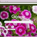 Sweet William  screen for extension Chrome web store in OffiDocs Chromium