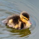Swimming Duck  screen for extension Chrome web store in OffiDocs Chromium