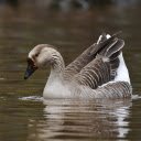 Swimming geese  screen for extension Chrome web store in OffiDocs Chromium