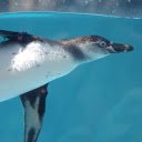 Swimming Penguin  screen for extension Chrome web store in OffiDocs Chromium