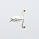 Swimming swans  screen for extension Chrome web store in OffiDocs Chromium