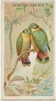 Libreng pag-download ng Swinderns Love-Bird, mula sa Birds of the Tropics series (N5) para sa Allen at Ginter Cigarettes Brands libreng larawan o larawan na ie-edit gamit ang GIMP online image editor