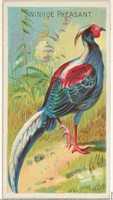 Free download Swinhoe Pheasant, from the Birds of the Tropics series (N5) for Allen & Ginter Cigarettes Brands free photo or picture to be edited with GIMP online image editor