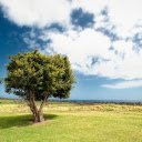 Sycamore tree on the lawn  screen for extension Chrome web store in OffiDocs Chromium