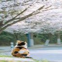 Tabby cat sitting on the sidewalk Wallpaper  screen for extension Chrome web store in OffiDocs Chromium
