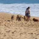 Take your dog to the beach  screen for extension Chrome web store in OffiDocs Chromium