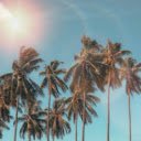 Tall coconut tree  screen for extension Chrome web store in OffiDocs Chromium