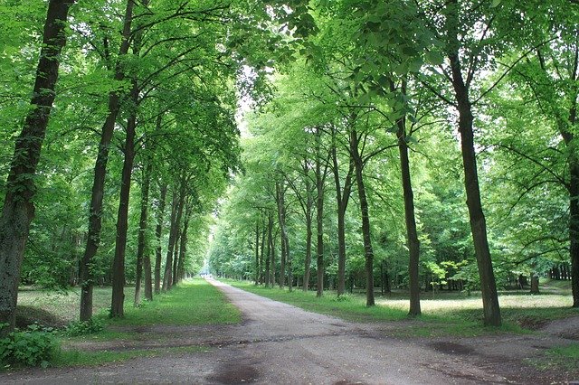 Free download tall straight trail scenery walk free picture to be edited with GIMP free online image editor