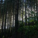 Tall Trees in a Forest  screen for extension Chrome web store in OffiDocs Chromium