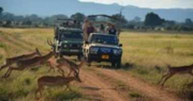 Free download Tanzania Safari free photo or picture to be edited with GIMP online image editor