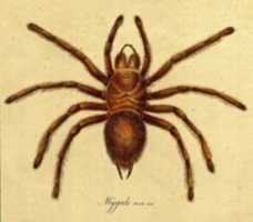 Free download Tarantula Spider (1886) free photo or picture to be edited with GIMP online image editor