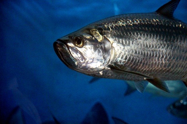 ດາວໂຫລດຟຣີ tarpon ປາສັດພາຍໃຕ້ນ້ໍາຮູບພາບຟຣີທີ່ຈະແກ້ໄຂດ້ວຍ GIMP ບັນນາທິການຮູບພາບອອນໄລນ໌ຟຣີ