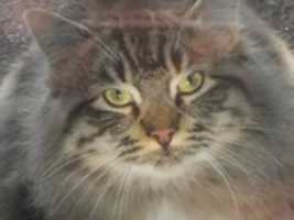 Free download Taylor the Feral Cat free photo or picture to be edited with GIMP online image editor