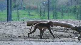 Free download Tbilisi Georgia Zoo -  free video to be edited with OpenShot online video editor