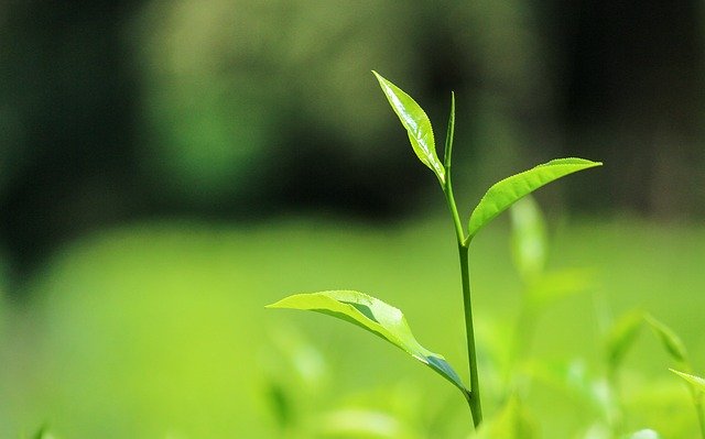 Free download tea ceylontea srilanka tealeaves free picture to be edited with GIMP free online image editor