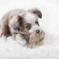 Free download Teacup Puppies free photo or picture to be edited with GIMP online image editor