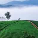 Tea Hill  screen for extension Chrome web store in OffiDocs Chromium