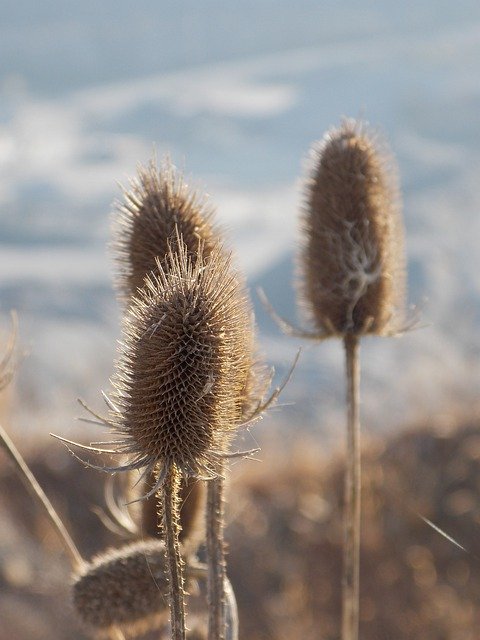 Descărcați gratuit teasel plantă uscată natură sălbatică imagine gratuită pentru a fi editată cu editorul de imagini online gratuit GIMP