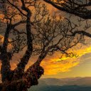 tea tree atop a mountain under the sunset sky  screen for extension Chrome web store in OffiDocs Chromium