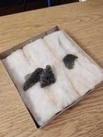 Free download Tektite samples, SUNY Geneseo Geology Dept. free photo or picture to be edited with GIMP online image editor