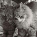 Tender Moment Between Two Fluffy Cats  screen for extension Chrome web store in OffiDocs Chromium