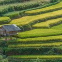terraced fields  screen for extension Chrome web store in OffiDocs Chromium