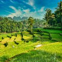 Terraced Greenscape  screen for extension Chrome web store in OffiDocs Chromium