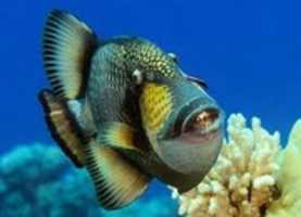 Free download that fish free photo or picture to be edited with GIMP online image editor