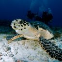 The 500 year old sea turtle  screen for extension Chrome web store in OffiDocs Chromium