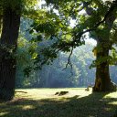 The ancient tree roots  screen for extension Chrome web store in OffiDocs Chromium