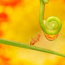 The ant and the thread  screen for extension Chrome web store in OffiDocs Chromium