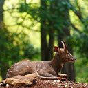 The antelope on the mound  screen for extension Chrome web store in OffiDocs Chromium