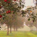 The apple orchard is full of dew  screen for extension Chrome web store in OffiDocs Chromium