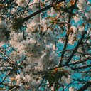 The artistic beauty of white cherry blossoms  screen for extension Chrome web store in OffiDocs Chromium