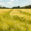 The artistic photograph showcases a vast field of barley  screen for extension Chrome web store in OffiDocs Chromium