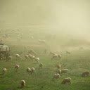 The artistry of an early morning at the farm  screen for extension Chrome web store in OffiDocs Chromium