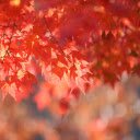 The autumn leaves  screen for extension Chrome web store in OffiDocs Chromium