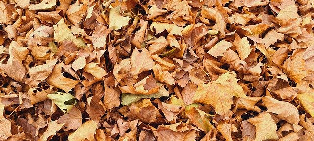 Free download the autumn leaves background nature free picture to be edited with GIMP free online image editor