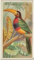 Free download The Banded Aracari Toucan, from the Birds of the Tropics series (N5) for Allen & Ginter Cigarettes Brands free photo or picture to be edited with GIMP online image editor