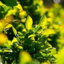 The barberry hedge spring  screen for extension Chrome web store in OffiDocs Chromium